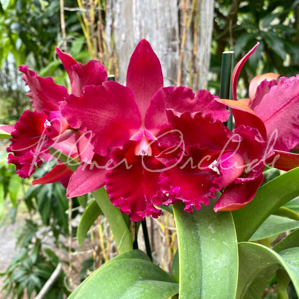 Rth. Pop City — Palmer Orchids